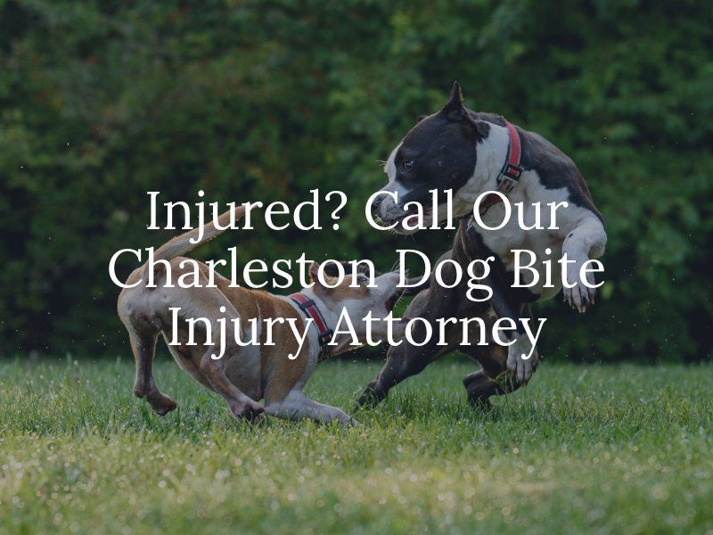 Charleston, WV Dog Bite Attorney